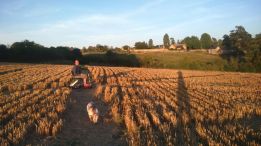 Sunny evening dog walks in our village