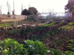 The enormous vegetable patch