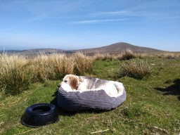 Lottie chilling in the hills