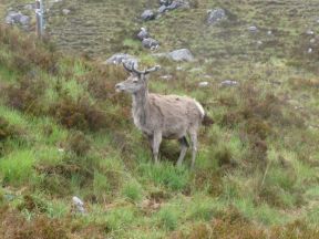 A deer in the Torridan mountains